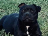 À vendre, chiot Staffie femelle noir et blanc (LOF)