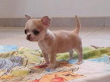 À vendre, chiot Chihuahua femelle miniature de couleur beige et blanc (LOF)