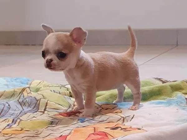À vendre, chiot Chihuahua femelle miniature de couleur beige et blanc (LOF)