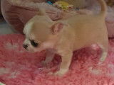 À vendre, chiot Chihuahua femelle miniature de couleur beige et blanc (LOF)