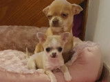 À vendre, chiot Chihuahua femelle miniature de couleur beige et blanc (LOF)
