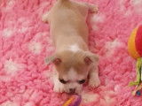 À vendre, chiot Chihuahua femelle miniature de couleur beige et blanc (LOF)