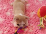 À vendre, chiot Chihuahua femelle miniature de couleur beige et blanc (LOF)