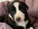 Six chiots Border Collie mâles noir et blanc (non LOF), à réserver