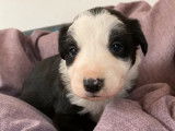 Six chiots Border Collie mâles noir et blanc (non LOF), à réserver
