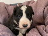Six chiots Border Collie mâles noir et blanc (non LOF), à réserver