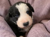 Six chiots Border Collie mâles noir et blanc (non LOF), à réserver