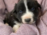 Six chiots Border Collie mâles noir et blanc (non LOF), à réserver