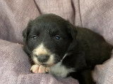 Six chiots Border Collie mâles noir et blanc (non LOF), à réserver