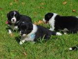 À vendre, six chiots Border Collie noir et blanc (LOF)