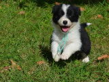 À vendre, six chiots Border Collie noir et blanc (LOF)