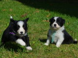 À vendre, six chiots Border Collie noir et blanc (LOF)