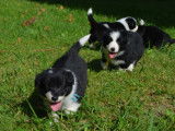 À vendre, six chiots Border Collie noir et blanc (LOF)