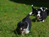 À vendre, six chiots Border Collie noir et blanc (LOF)