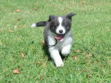 Chiot Border Collie mâle bleu et blanc (LOF), à vendre