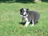 Chiot Border Collie mâle bleu et blanc (LOF), à vendre