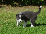 Chiot Border Collie mâle bleu et blanc (LOF), à vendre