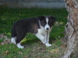 Chiot Border Collie mâle bleu et blanc (LOF), à vendre