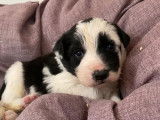 Vente de neuf chiots Border Collie noir et blanc (non LOF)