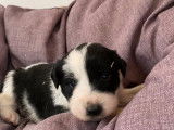 Vente de neuf chiots Border Collie noir et blanc (non LOF)
