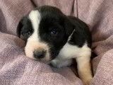 Vente de neuf chiots Border Collie noir et blanc (non LOF)