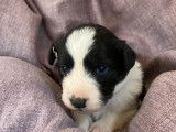 Vente de neuf chiots Border Collie noir et blanc (non LOF)