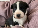 Vente de neuf chiots Border Collie noir et blanc (non LOF)
