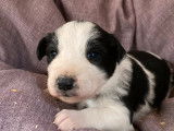 Vente de neuf chiots Border Collie noir et blanc (non LOF)