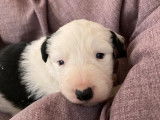 Vente de neuf chiots Border Collie noir et blanc (non LOF)