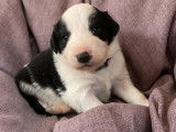Vente de neuf chiots Border Collie noir et blanc (non LOF)
