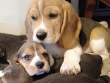 Des chiots Beagle LOF à vendre