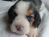 Des chiots Beagle LOF à vendre