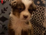 9 chiots Berger Australien au pelage tricolore à vendre (LOF)