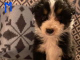 9 chiots Berger Australien au pelage tricolore à vendre (LOF)