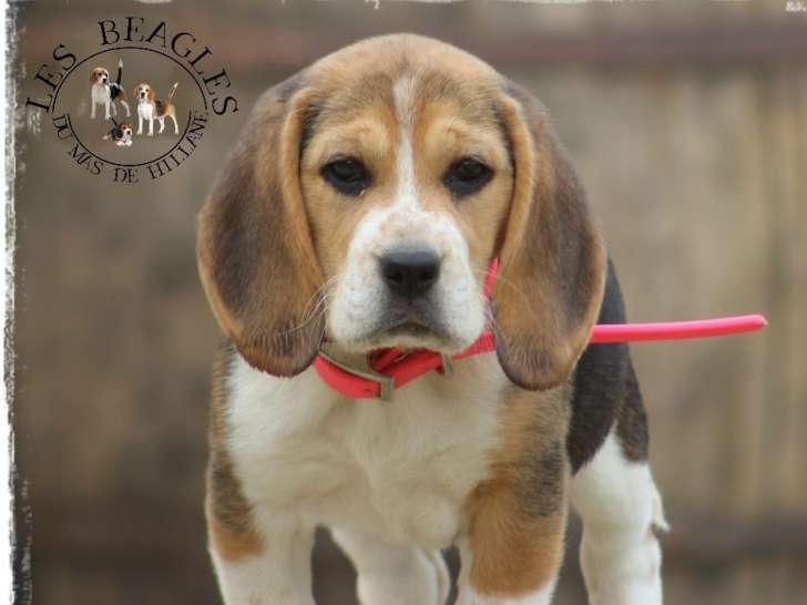 6 chiots (LOF) Beagle de mai 2021 disponibles à la vente