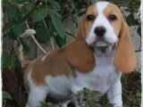 6 chiots (LOF) Beagle de mai 2021 disponibles à la vente