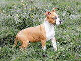 6 chiots (LOF) mâles Amstaff disponibles à la vente