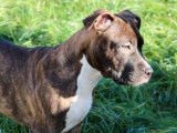 6 chiots (LOF) mâles Amstaff disponibles à la vente