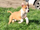 6 chiots (LOF) mâles Amstaff disponibles à la vente