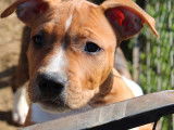 6 chiots (LOF) mâles Amstaff disponibles à la vente