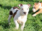 6 chiots (LOF) mâles Amstaff disponibles à la vente