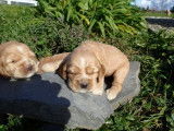 Naissance octobre 3 chiots de race Cocker à adopter
