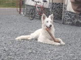 Mâle Berger Blanc Suisse LOSH proposé pour saillie
