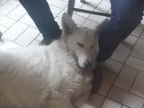 Mâle Berger Blanc Suisse LOSH proposé pour saillie