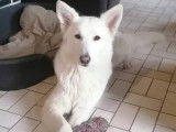 Mâle Berger Blanc Suisse LOSH proposé pour saillie