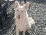 Mâle Berger Blanc Suisse LOSH proposé pour saillie