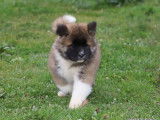 Chiots Akita Am&eacute;ricain LOF &agrave; vendre