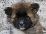 Chiots Akita Am&eacute;ricain LOF &agrave; vendre