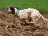 Setter Anglais liver LOF disponible pour saillie