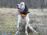 Setter Anglais liver LOF disponible pour saillie